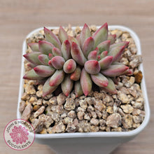 Load image into Gallery viewer, Pachyphytum 'Cherry'