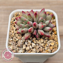 Load image into Gallery viewer, Pachyphytum 'Cherry'