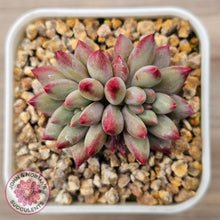 Load image into Gallery viewer, Pachyphytum 'Cherry'