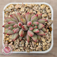 Load image into Gallery viewer, Pachyphytum 'Cherry'