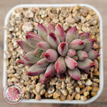 Load image into Gallery viewer, Pachyphytum 'Cherry'