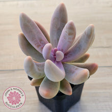 Load image into Gallery viewer, Pachysedum Ganzhou