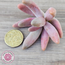 Load image into Gallery viewer, Pachysedum Ganzhou - Cutting