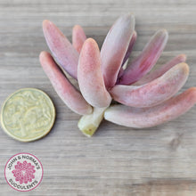 Load image into Gallery viewer, Pachysedum Ganzhou - Cutting