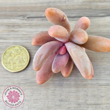 Load image into Gallery viewer, Pachysedum Ganzhou - Cutting