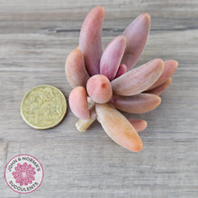 Load image into Gallery viewer, Pachysedum Ganzhou - Cutting