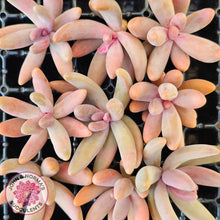 Load image into Gallery viewer, Pachysedum Ganzhou - Cutting