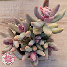 Load image into Gallery viewer, Pachysedum Ganzhou - Cutting