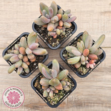 Load image into Gallery viewer, Pachysedum Ganzhou