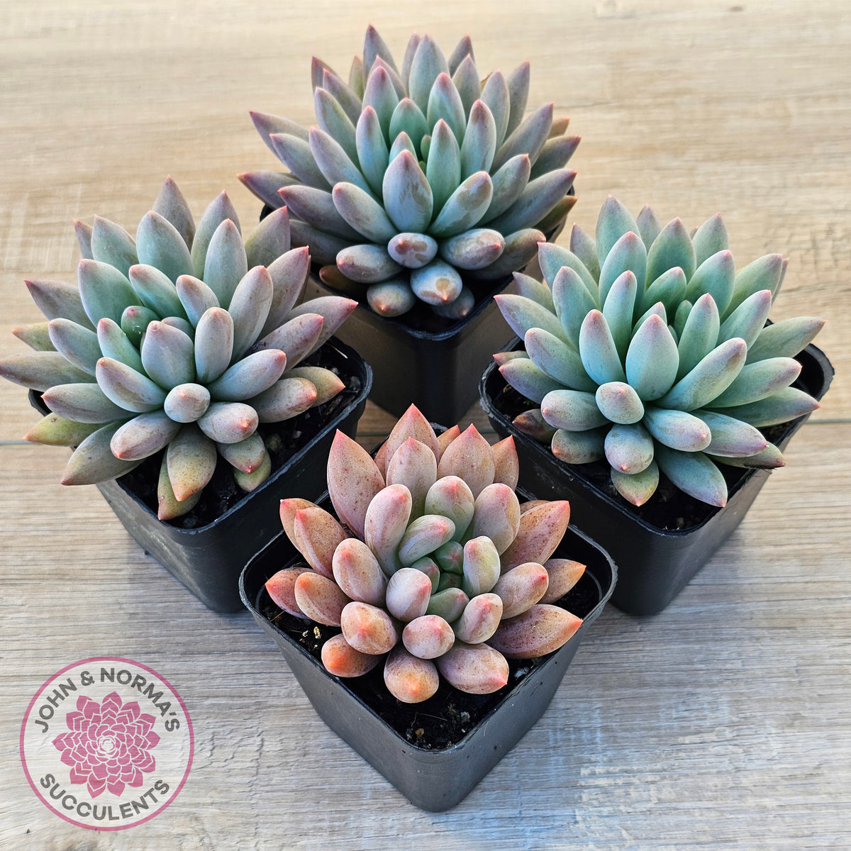Pachyveria Angel's Finger (Red) - PKJ
