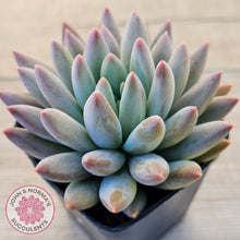 Load image into Gallery viewer, Pachyveria Angel's Finger (Red) - PKJ