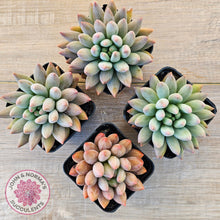 Load image into Gallery viewer, Pachyveria Angel's Finger (Red) - PKJ