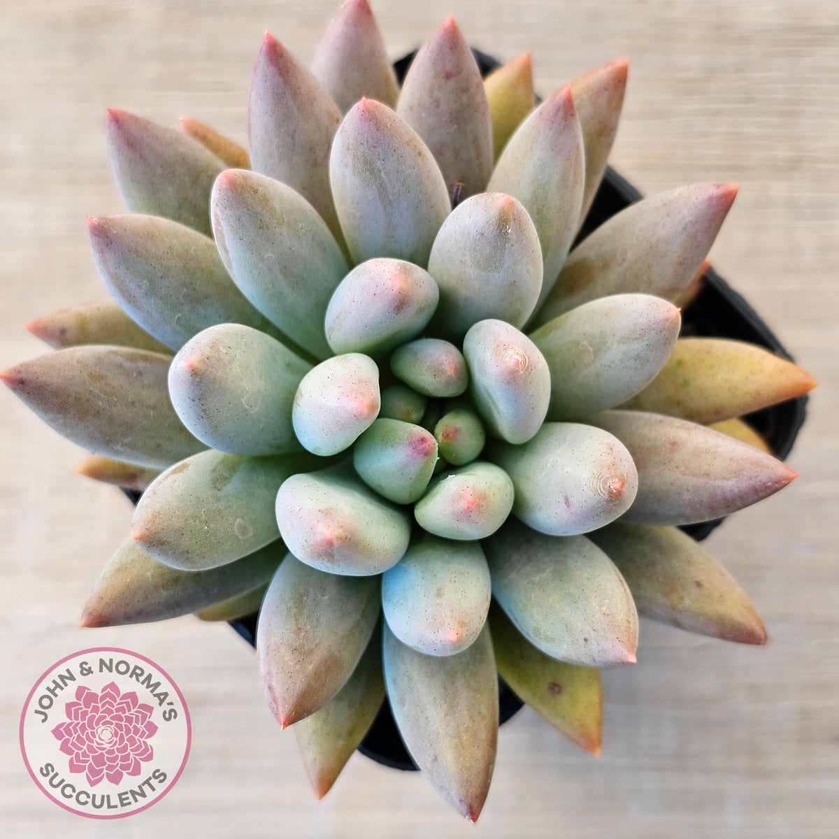 Pachyveria Angel's Finger (Red) - PKJ