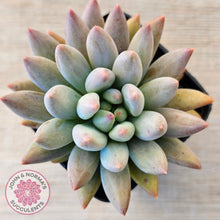 Load image into Gallery viewer, Pachyveria Angel's Finger (Red) - PKJ