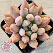 Load image into Gallery viewer, Pachyveria Angel's Finger (Red) - PKJ