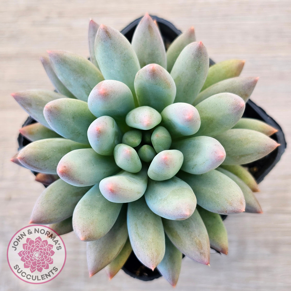 Pachyveria Angel's Finger (Red) - PKJ