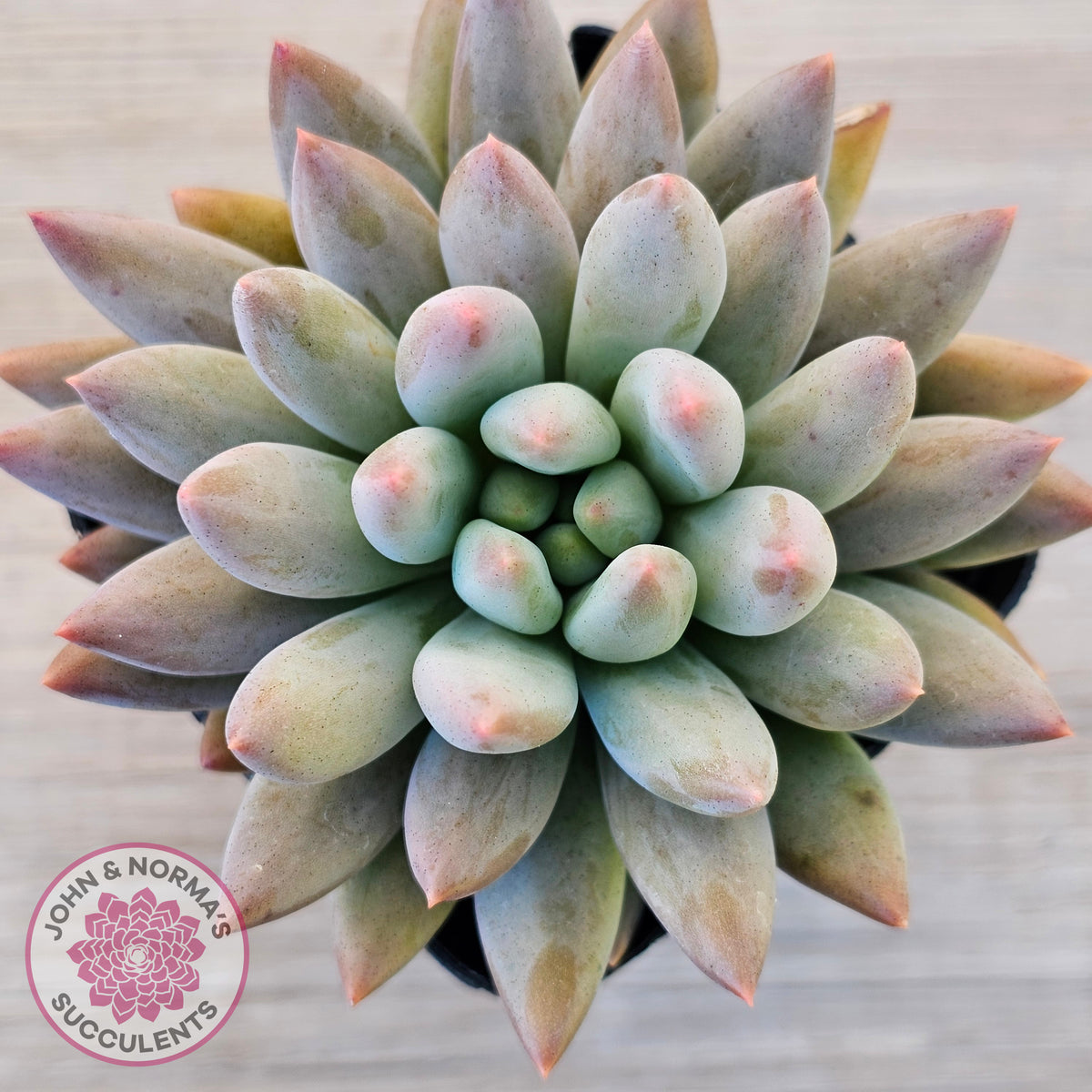 Pachyveria Angel's Finger (Red) - PKJ