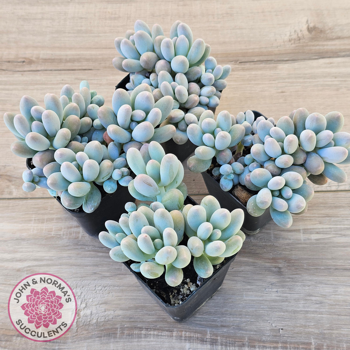 Pachyveria 'Angel's finger' hybrid