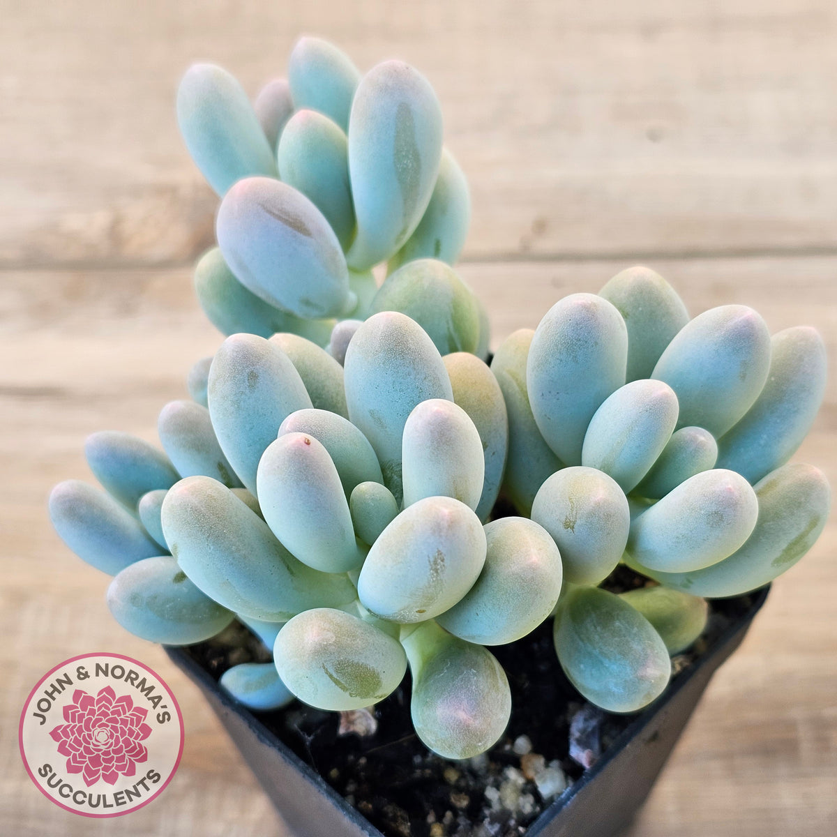 Pachyveria 'Angel's finger' hybrid