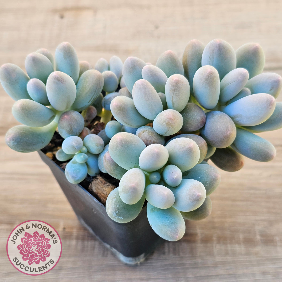 Pachyveria 'Angel's finger' hybrid