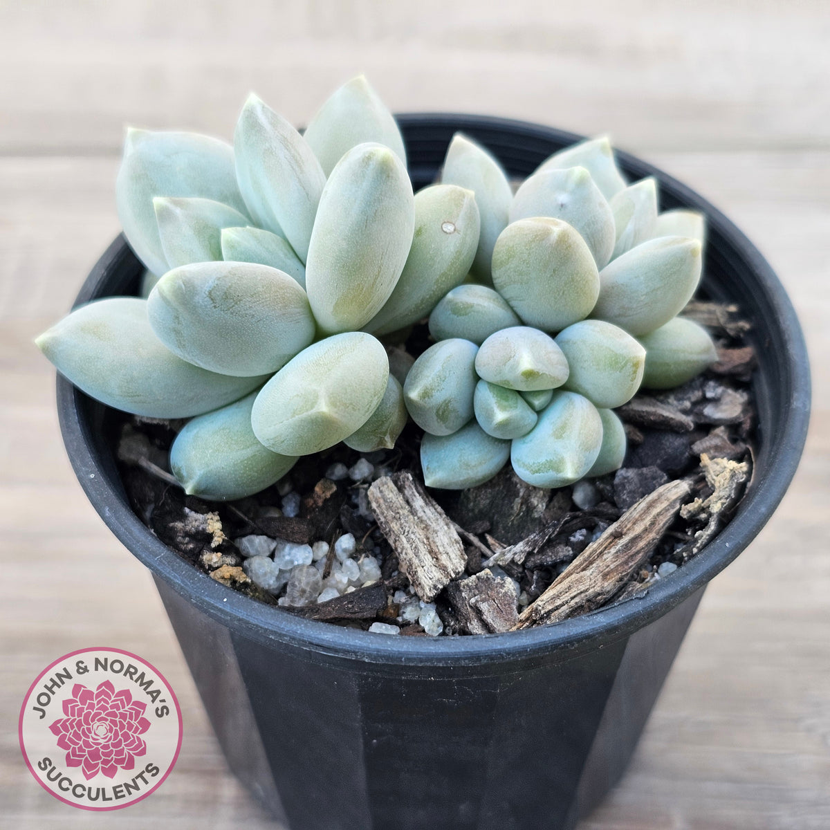 Pachyveria 'Blue Finger' (multi)