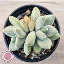 Load image into Gallery viewer, Pachyveria 'Blue Finger' (multi)