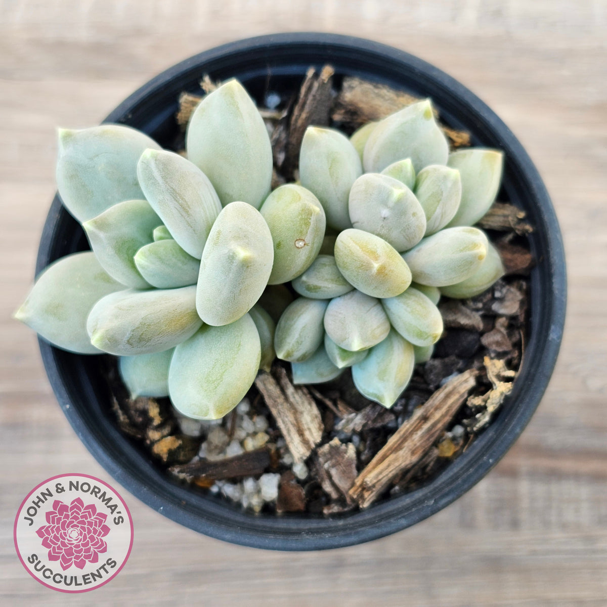 Pachyveria 'Blue Finger' (multi)