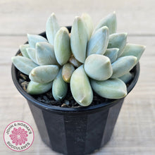 Load image into Gallery viewer, Pachyveria 'Blue Finger' (multi)