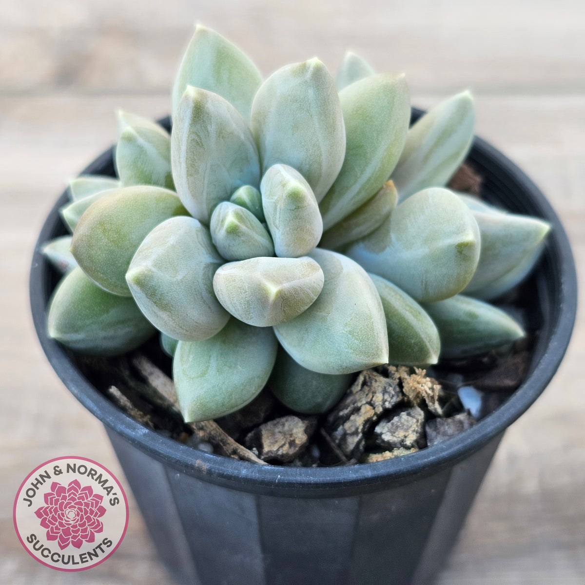 Pachyveria 'Blue Finger' (multi)