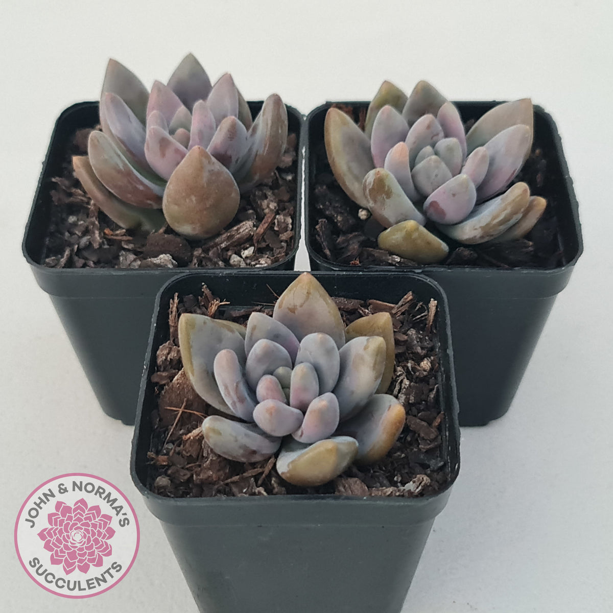 Pachyveria Blue Mist