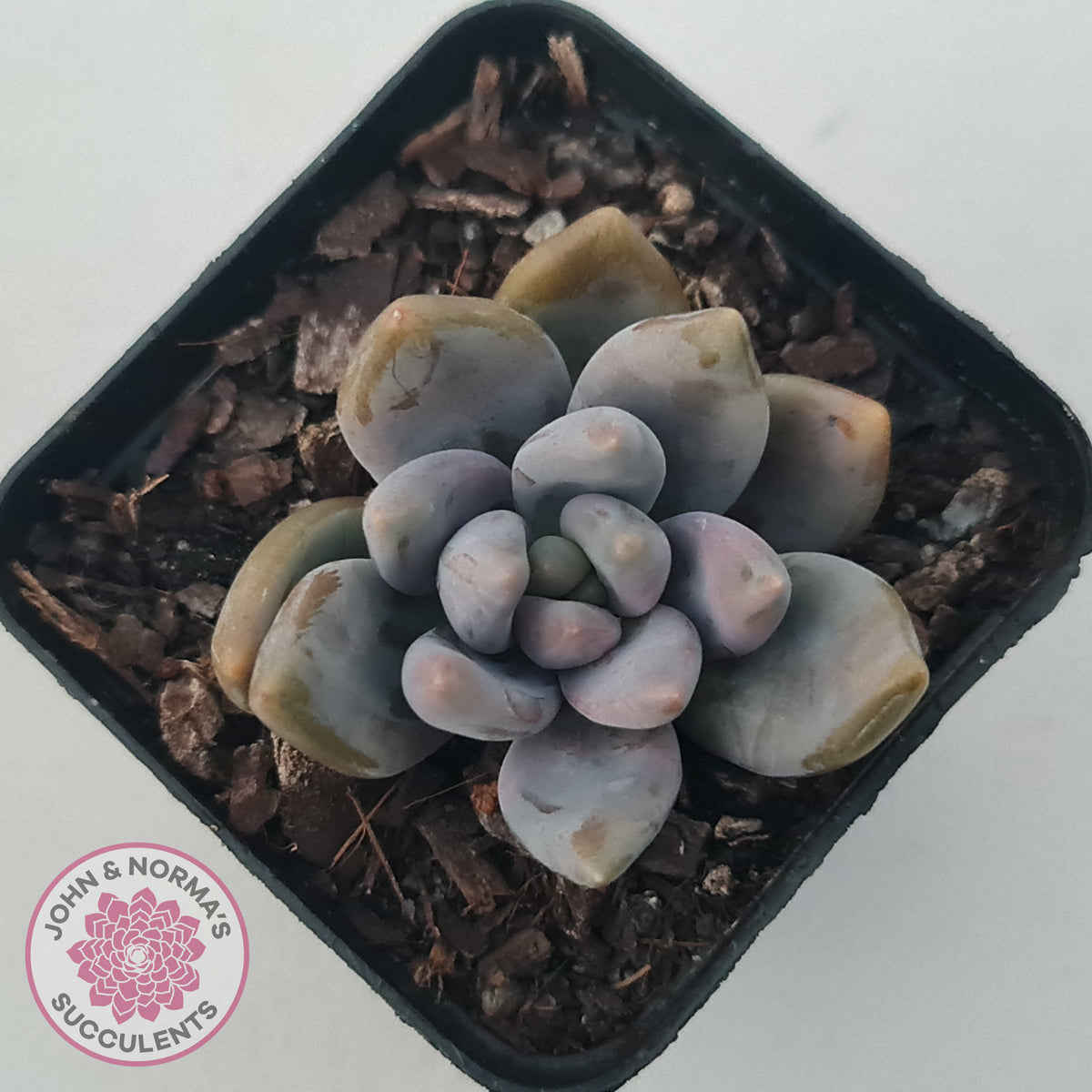 Pachyveria Blue Mist