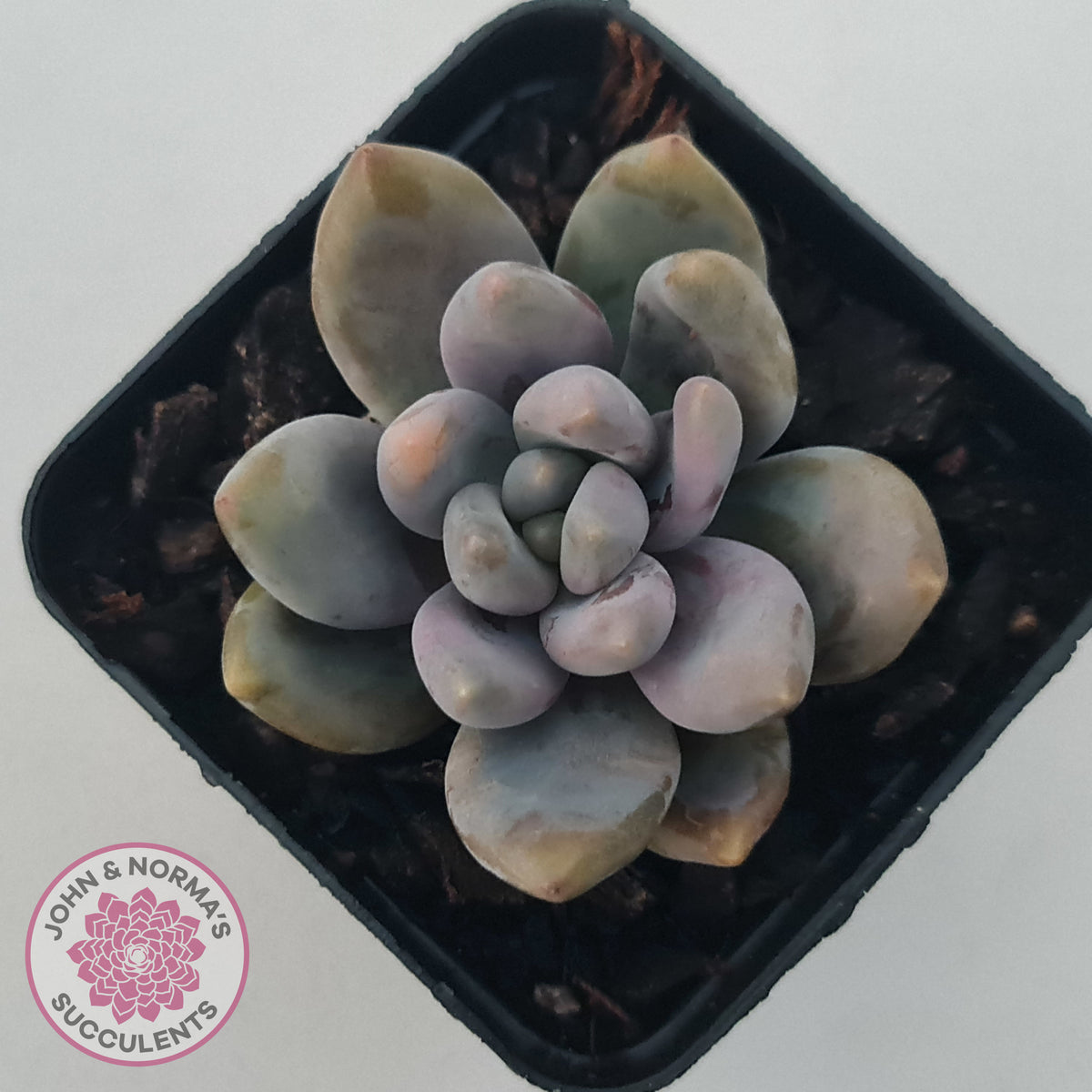 Pachyveria Blue Mist