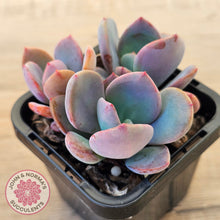 Load image into Gallery viewer, Pachyveria 'Blue Tongue' (multi heads)