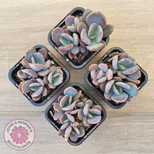 Load image into Gallery viewer, Pachyveria 'Blue Tongue' (multi heads)