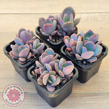 Load image into Gallery viewer, Pachyveria 'Blue Tongue' (multi heads)