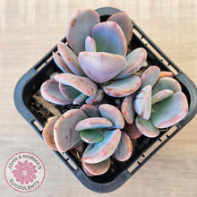 Load image into Gallery viewer, Pachyveria 'Blue Tongue' (multi heads)