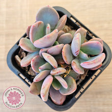 Load image into Gallery viewer, Pachyveria 'Blue Tongue' (multi heads)