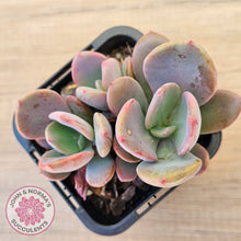 Load image into Gallery viewer, Pachyveria 'Blue Tongue' (multi heads)