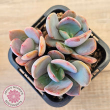 Load image into Gallery viewer, Pachyveria 'Blue Tongue' (multi heads)