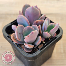 Load image into Gallery viewer, Pachyveria 'Blue Tongue' (multi heads)