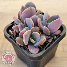 Load image into Gallery viewer, Pachyveria 'Blue Tongue' (multi heads)