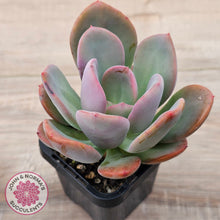 Load image into Gallery viewer, Pachyveria 'Blue Tongue'