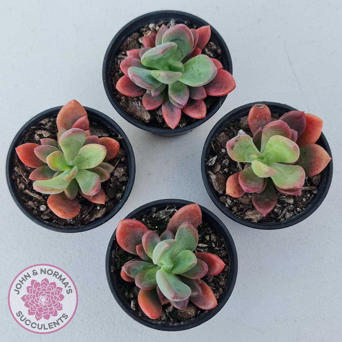 Pachyveria Dr Cornelius