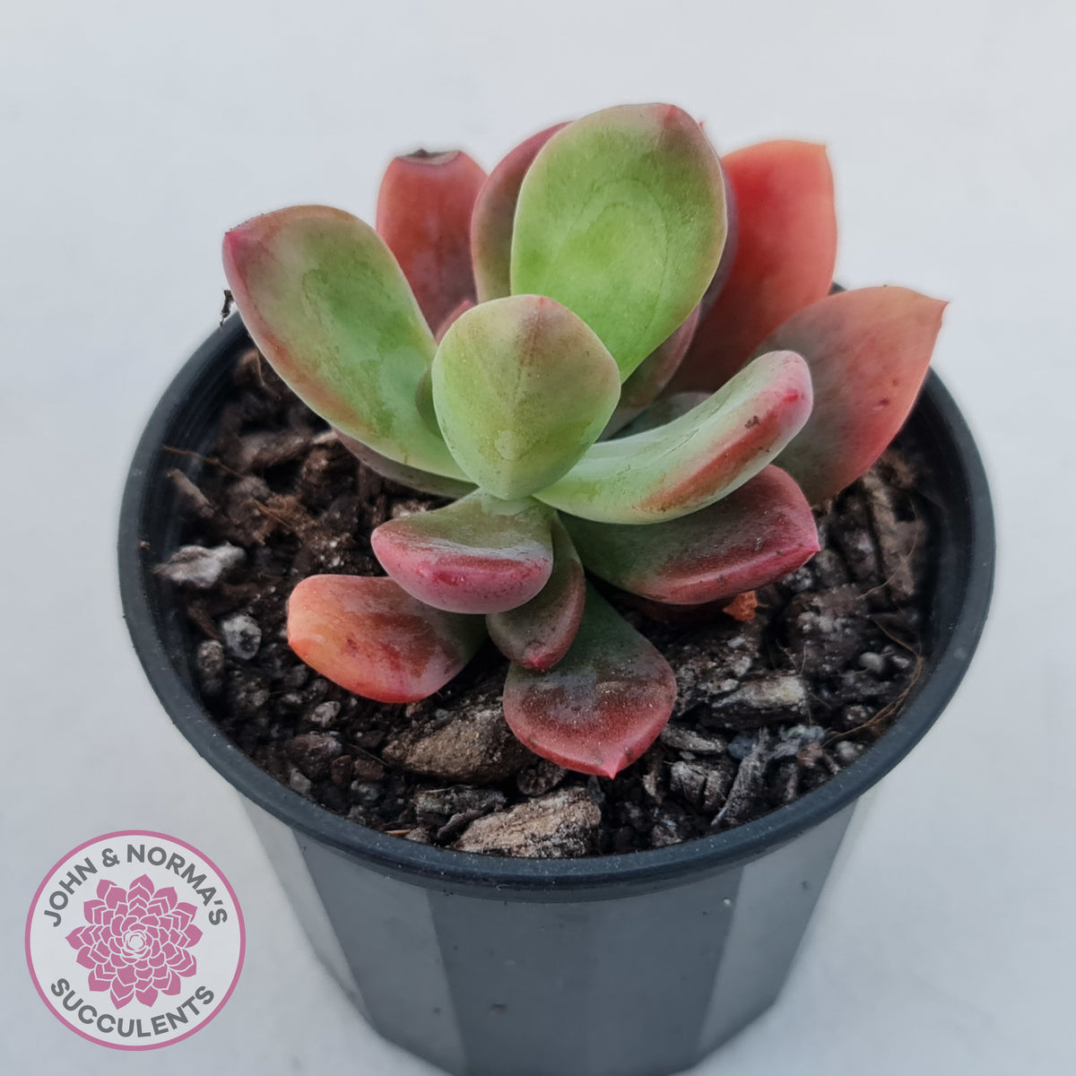 Pachyveria Dr Cornelius