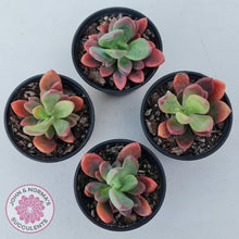 Load image into Gallery viewer, Pachyveria Dr Cornelius