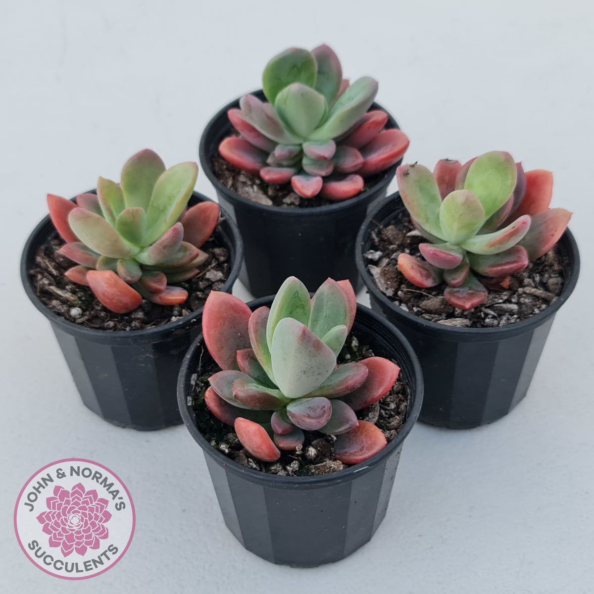 Pachyveria Dr Cornelius
