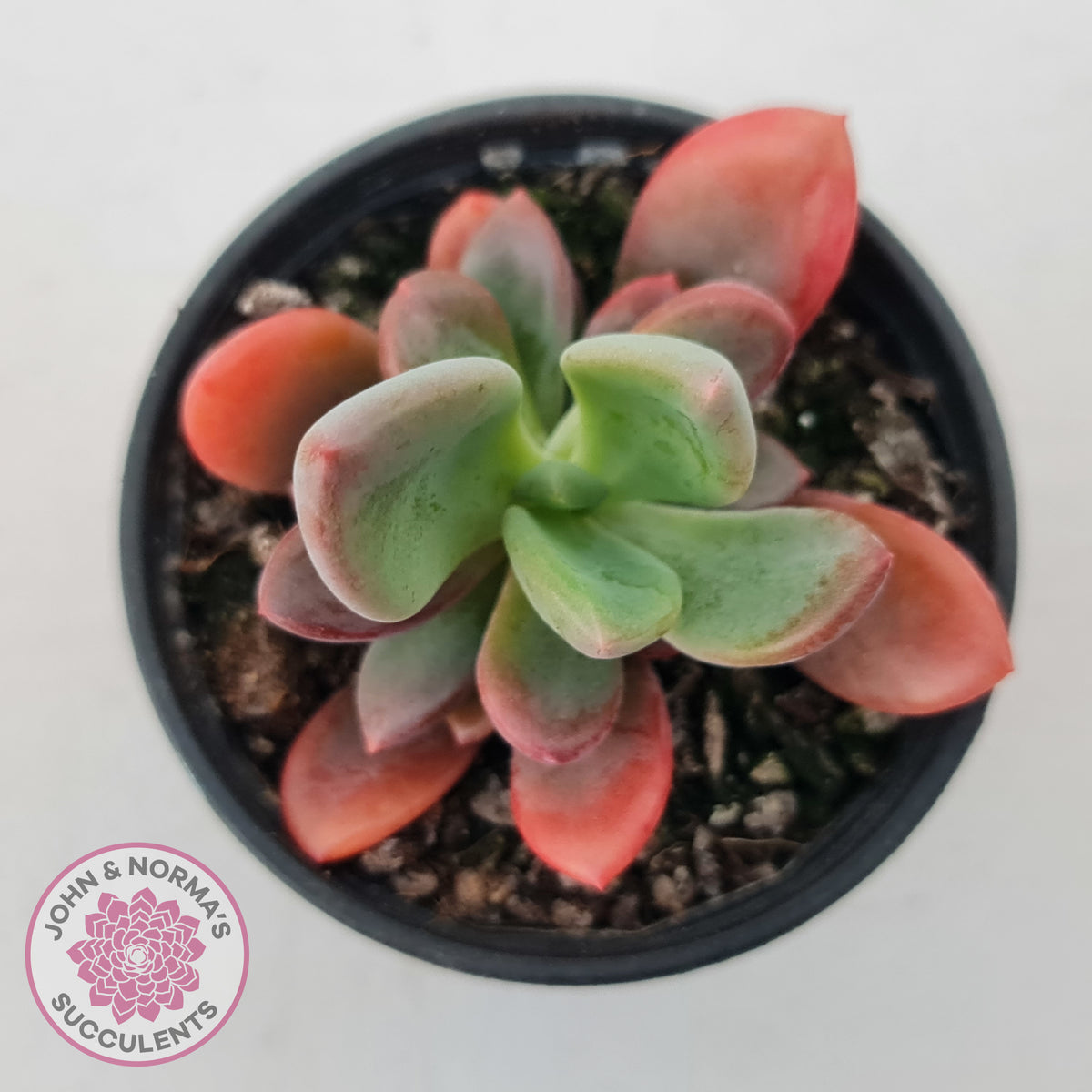 Pachyveria Dr Cornelius