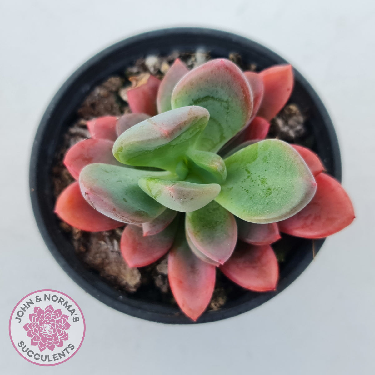 Pachyveria Dr Cornelius