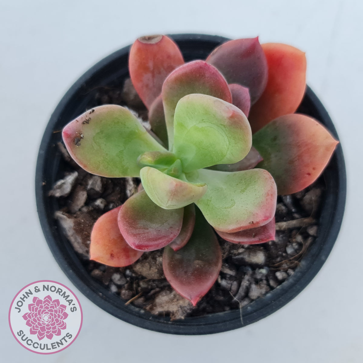 Pachyveria Dr Cornelius
