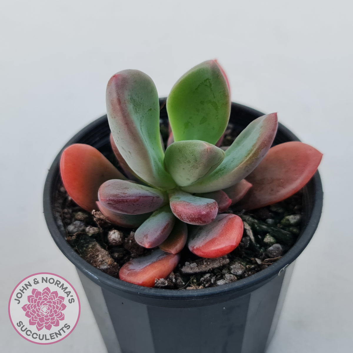Pachyveria Dr Cornelius